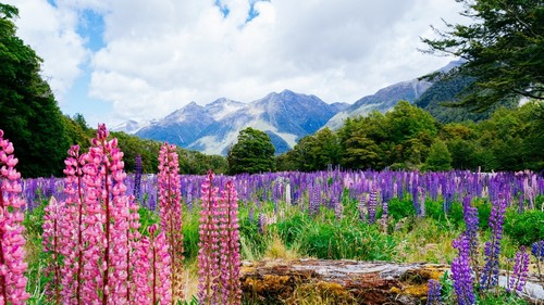 Φιόρδλαντ Εθνικό Πάρκο: Λουλούδι λούπινου στο εθνικό πάρκο Φιόρδλανδ. Νέα Ζηλανδία.