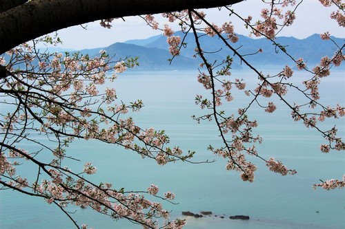 Γιατσουσίρο Κουμαμότο: Άνθη κερασιάς με θέα στο Yatsushiro. Ιαπωνία. 