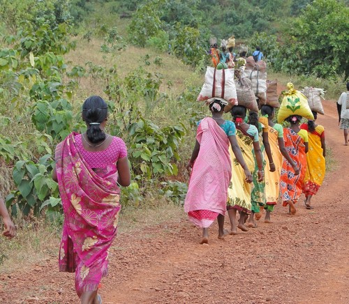 Νιου Μανγκαλόρε : Οι γυναίκες μεταφέρουν εμπορεύματα στο κεφάλι τους για εβδομαδιαία αγορά στην Ορίσα. Ινδία. 